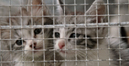 Kittens at a humane society shelter.